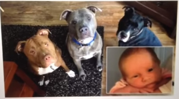 A család kutyája végzett a babával / Fotó: YouTube