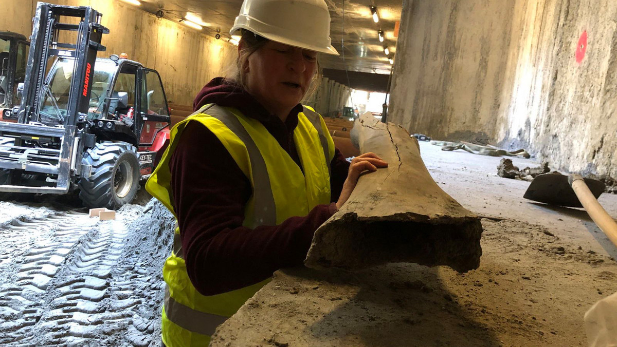 Odkrycie przy budowie metra w Brukseli. Znaleziono szczątki mamutów