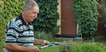 Działkowcy w poważnych opałach. Grożą im grzywny, a nawet areszt. Chodzi o abisynki