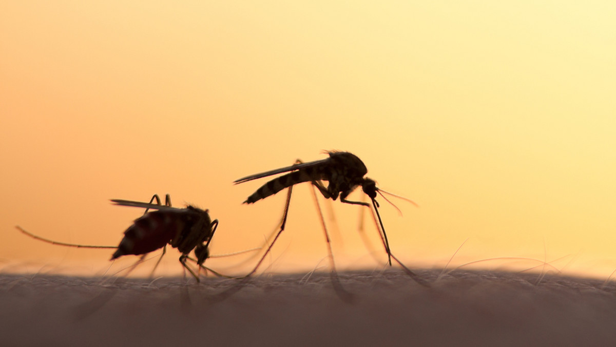 Grozi nam epidemia komarów? Prognozy są dramatyczne