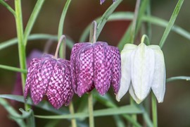 OVA LEPOTICA je novi hit proleća: Izgleda kao iz bajke, lako se neguje, a raste iz godine u godinu još LEPŠE I BUJNIJE