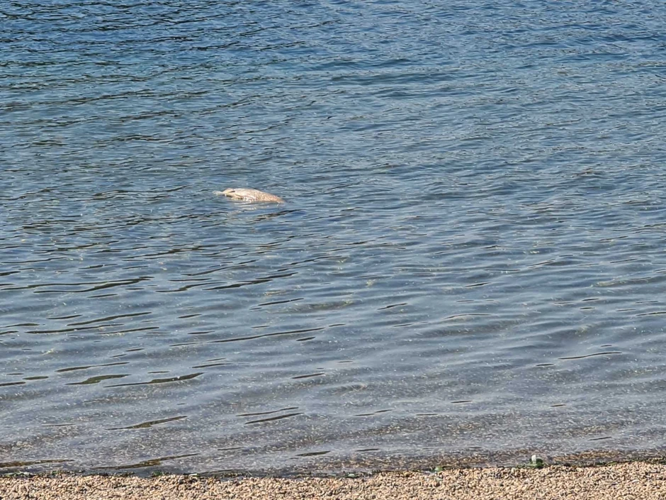 Stručnjak za ribe tvrdi da nije u pitanju pomor riba
