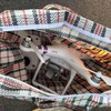 Zaplenjeni dron i pištolj
