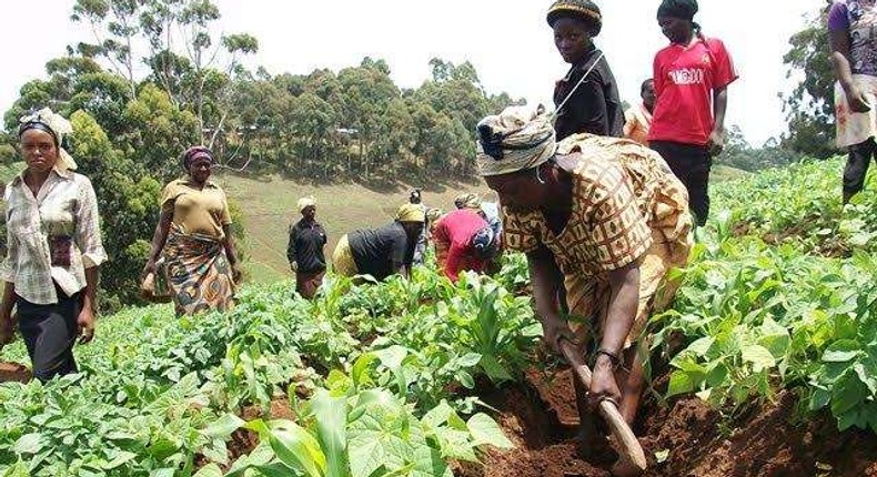 Pressure mounts on gov’t to scrap 12.5% tax on agribusiness