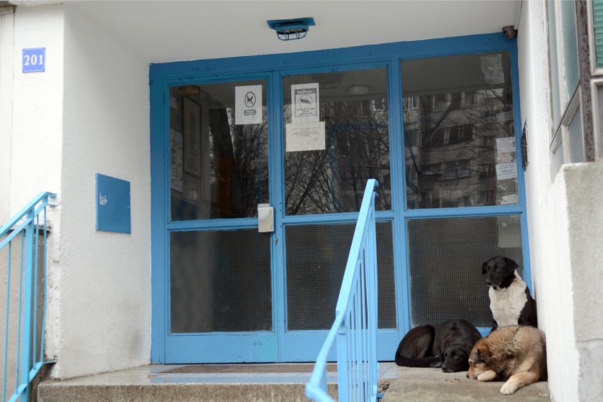 Mnogi su imali neprijatnosti sa psima