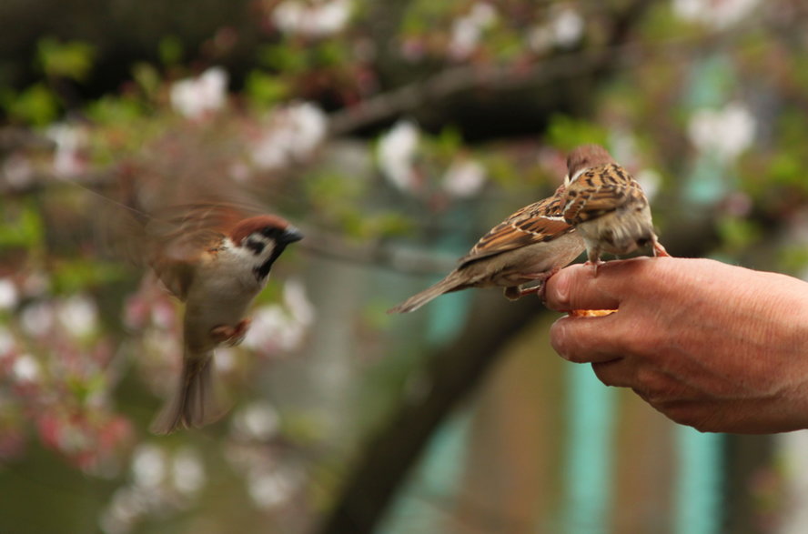 Japońska fauna