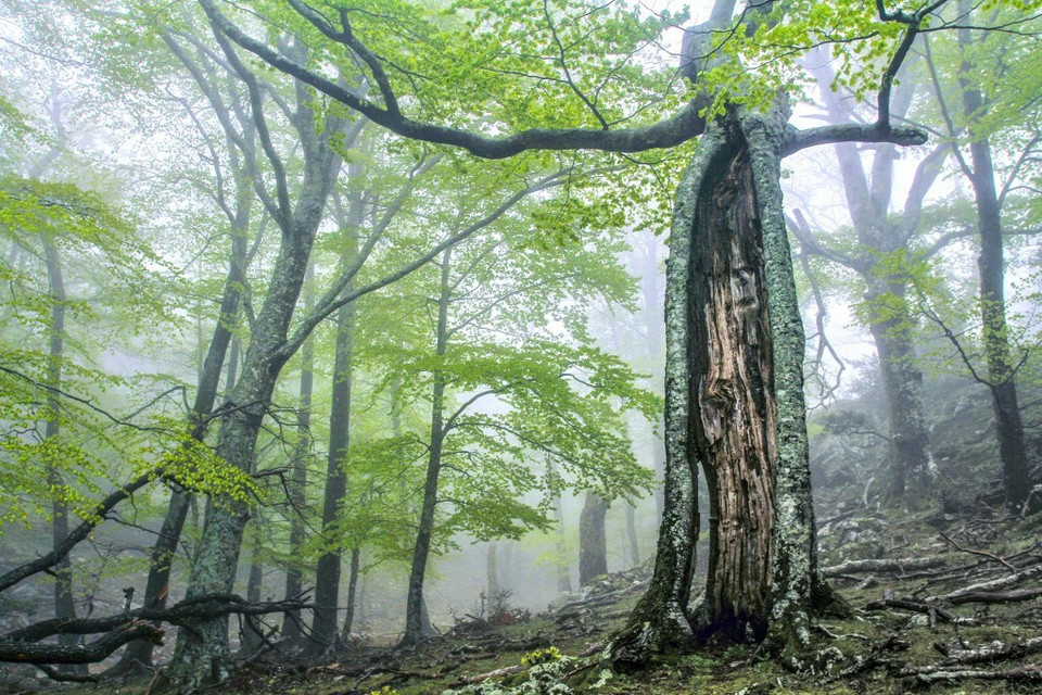 Pierwotne lasy bukowe Karpat i innych regionów Europy