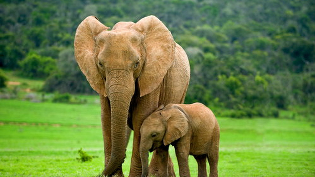 Słoń afrykański, słoń indyjski - ewolucja, wiek, Afryka 