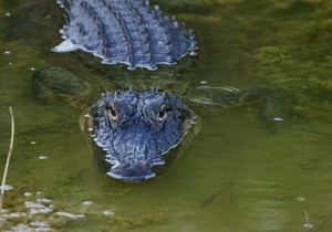 Aligator