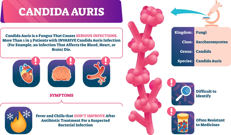 Candida auris