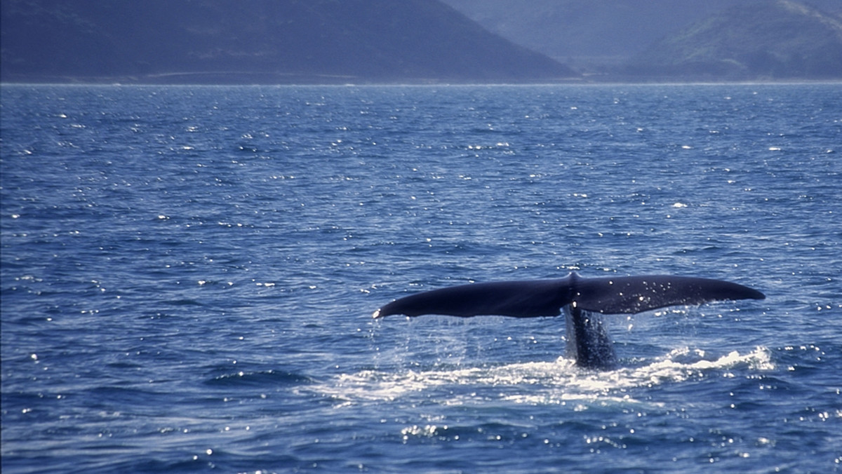 Ratownicy nowozelandzcy zostali zmuszeni w czwartek do zastrzelenia 33 zbłąkanych wielorybów po tym jak wszystkie wysiłki mające na celu przemieszczenie ich na głęboką wodę zawiodły