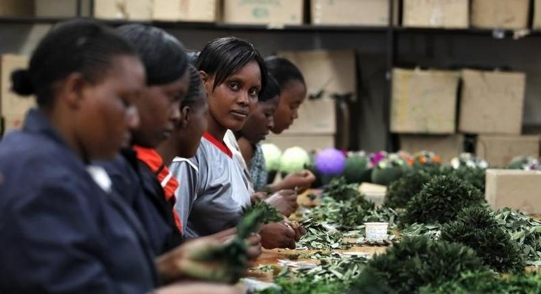 Workers prepare preserved foliage at the Vermont Flowers export processing zone (EPZ) factory in Kenya's capital Nairobi March 10, 2011. REUTERS/Thomas Mukoya