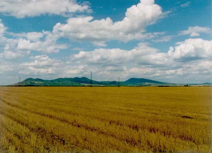 Predviđena je sadnja mladica uglavnom u okolnim selima