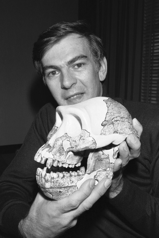 Antropolog Donald Johanson pokazuje gipsowy odlew czaszki kobiety, którą nazwał "Lucy" (1981 r.)