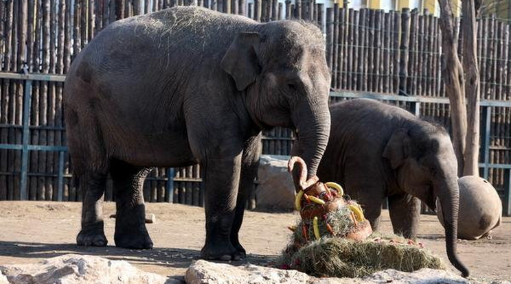 Két éves lett Asha, a kiselefánt