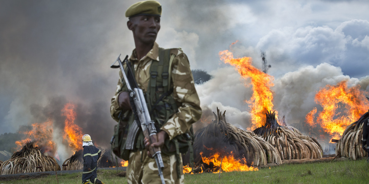 A ranger from the Kenya Wildlife Service (KWS) stands guard as pyres of ivory are set on fire in Nairobi National Park, Kenya, Saturday, April 30, 2016.
