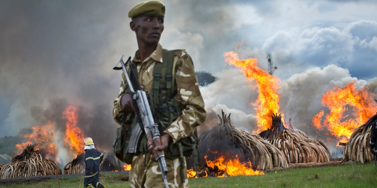 A ranger from the Kenya Wildlife Service (KWS) stands guard as pyres of ivory are set on fire in Nairobi National Park, Kenya, Saturday, April 30, 2016.