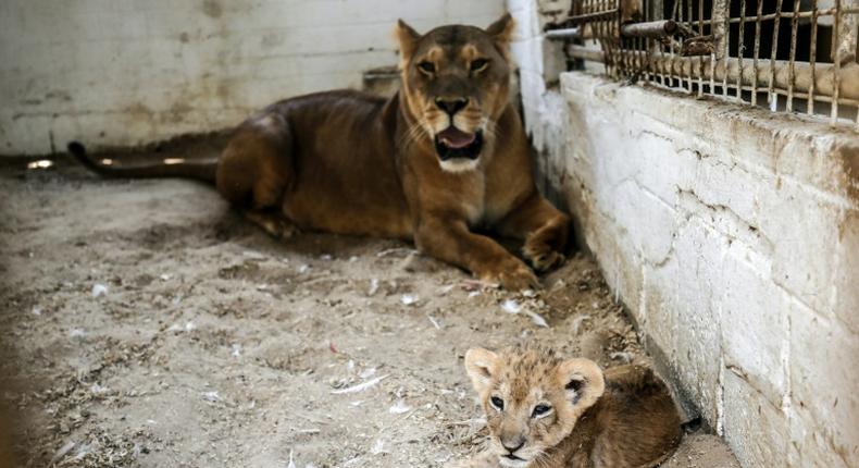 Two lions and three cubs are penned in cages only a few square metres in size at a zoo in the Gaza Strip