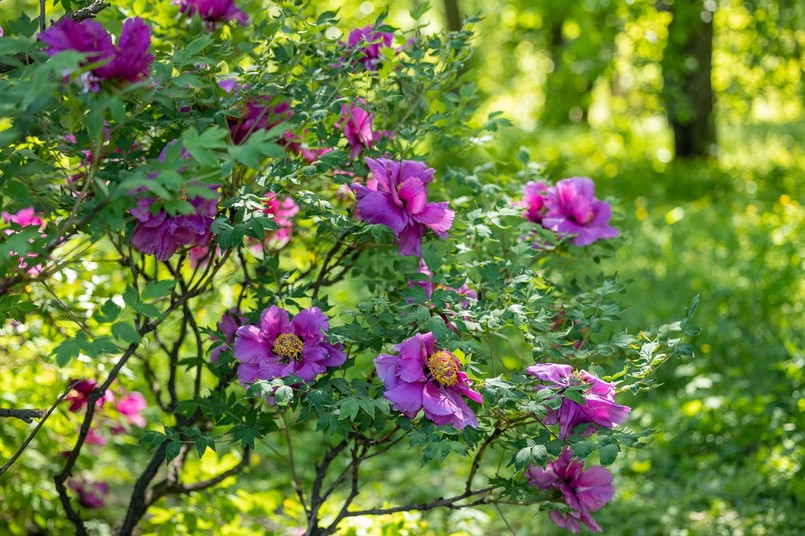 Jak wygląda piwonia drzewiasta? Przede wszystkim posiada zdrewniałe łodygi, rośnie w formie krzewu i jej nadziemna część nie obumiera na zimę