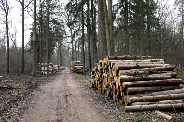 Wycinka w Puszczy Białowieskiej