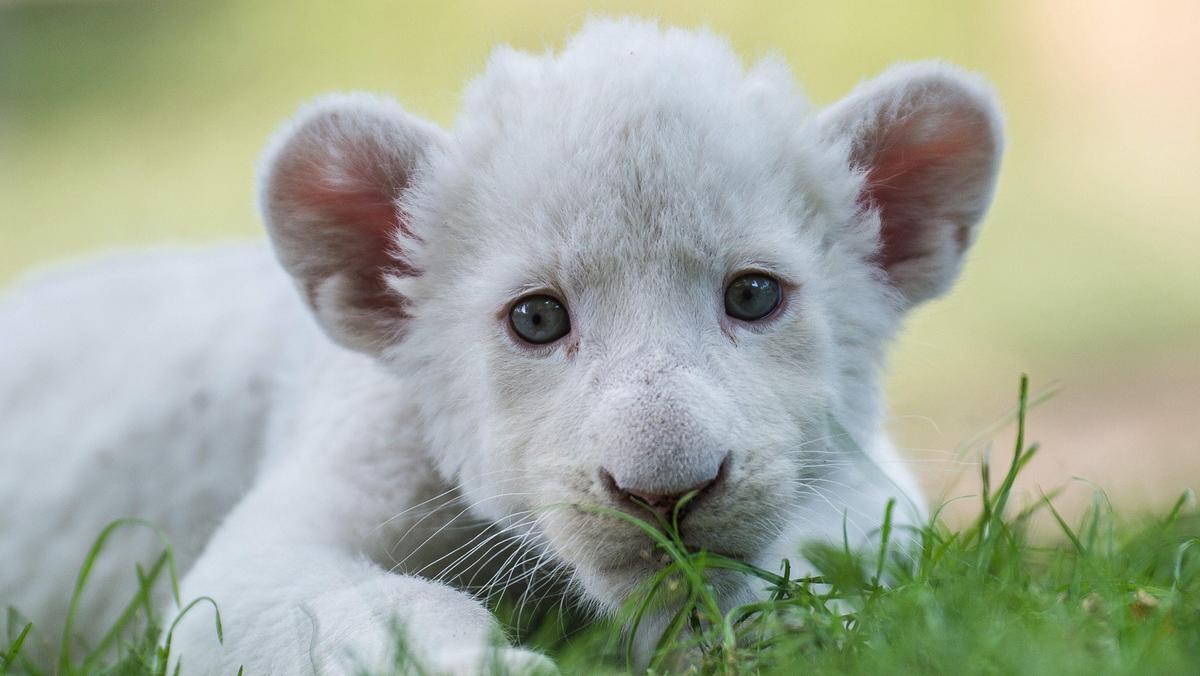 Four-week-old female white lion cub