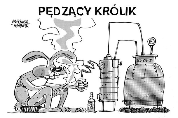 Pędzący królik