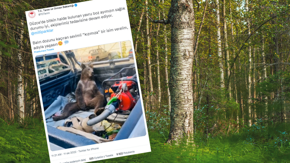 Turcja. Małe co nieco zgubiło niedźwiedzia. Upoił się "szalonym miodem" [WIDEO]