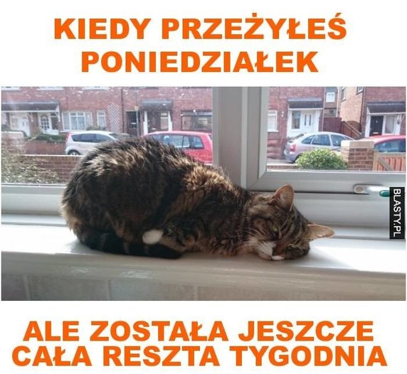 I znowu mamy poniedziałek. Te memy to śmiech przez łzy