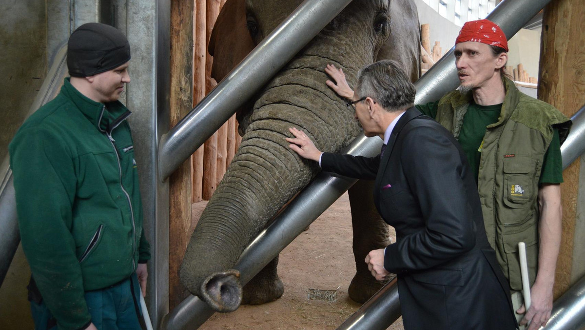 Już niebawem odwiedzający Nowe ZOO na poznańskiej Malcie będą mogli karmić słonie. – To jest debilizm. Boje się, że prędzej czy później skończy się to wypadkiem – wskazuje Michał Grześ, radny PiS. Według Ewy Zgrabczyńskiej, nowej dyrektor ogrodu zoologicznego karmienie będzie odbywać się pod nadzorem opiekuna, a słonie są spokojnymi zwierzętami i bardziej stabilnymi niż niektórzy radni.