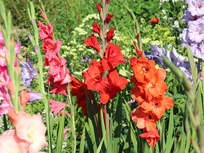 Ovo je tajna raskošnih gladiola: Jedan trik čini da bašta pršti u bojama i privlači poglede
