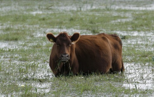 ARGENTINA-CLIMATE-WARMING-FLOOD