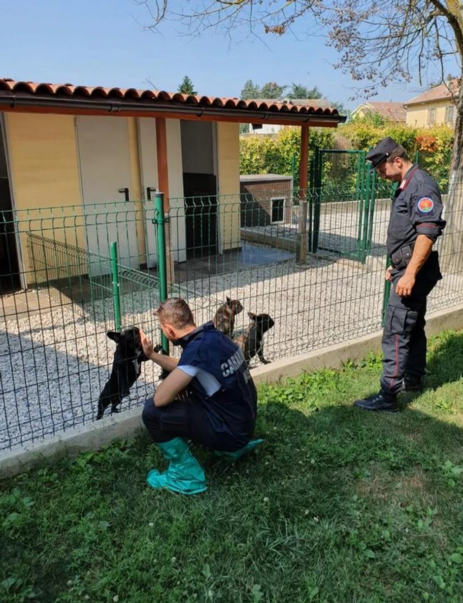 Srbin i Srpkinja uhapšeni u Italiji zbog krijumčarenja ljubimaca