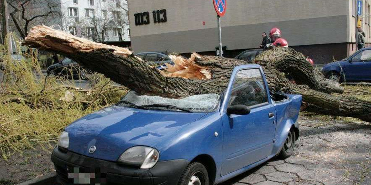 Drzewo zmiażdżyło samochód. O krok od tragedii