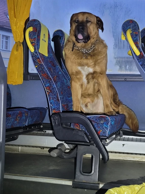 Wsiadł do autobusu i "rozsiadł się na siedzeniu".