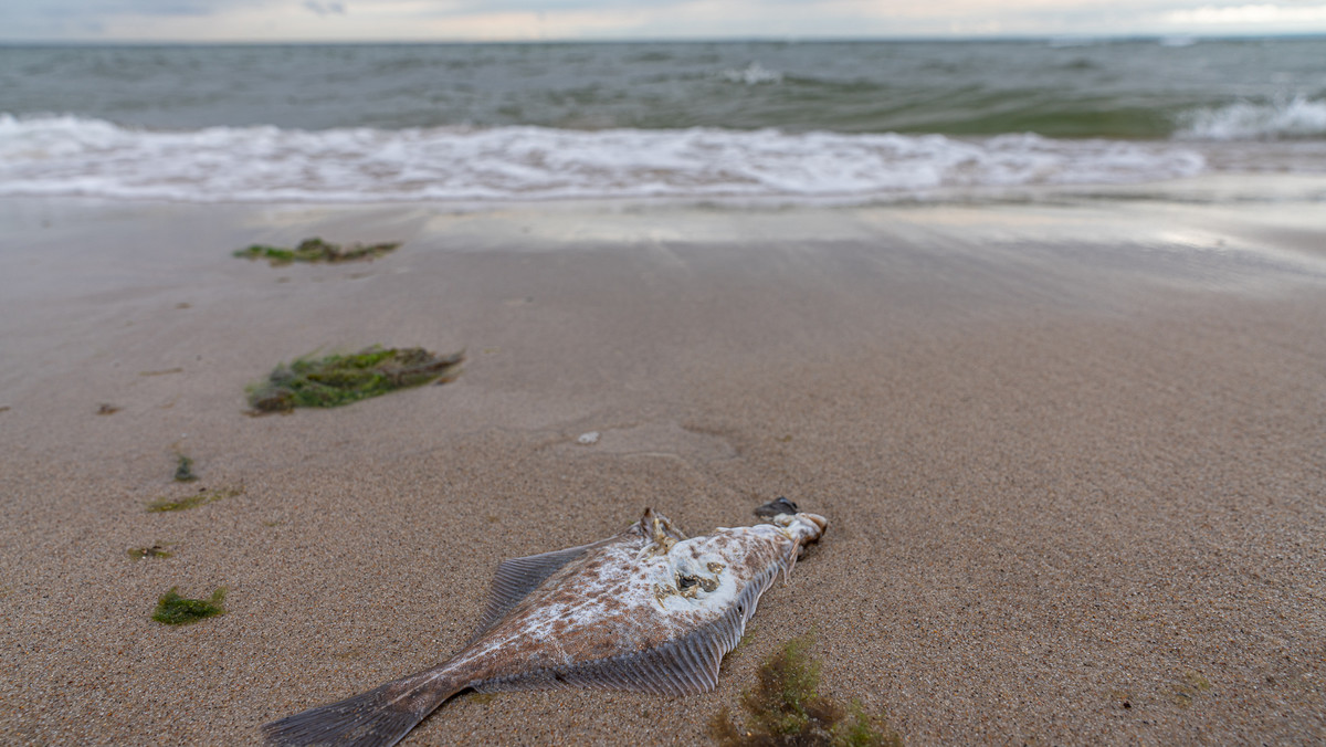 Bałtyk. Coraz więcej martwych stref w Morzu Bałtyckim