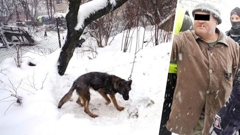 Zagłodzone niemal na śmierć. Sto psów czeka na pomoc