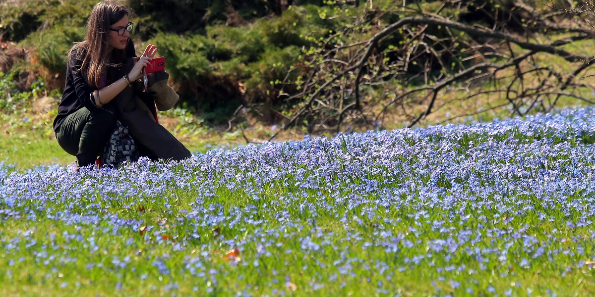 Wiosna w Łodzi. Park Klepacza zasypany kwiatami