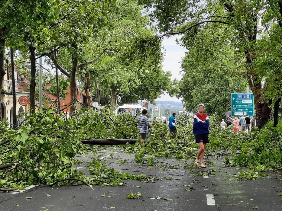 Vihar utáni hatalmas pusztítás nem sokkal ezelőtt Pécsett / Fotó: Máris Anita / ViharVonal 