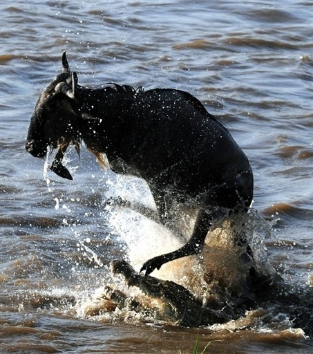 KENYA-WILD-LIFE