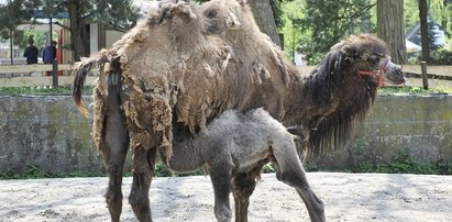 Skandal w zoo. Była w ciąży z innym!