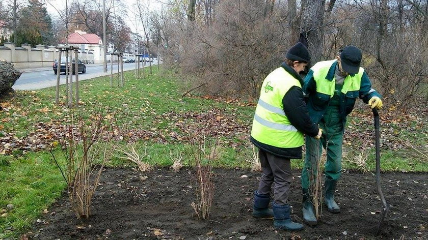 Urzędnicy sadzą drzewa