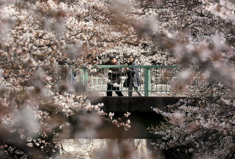 Kwitnące wiśnie w Japonii