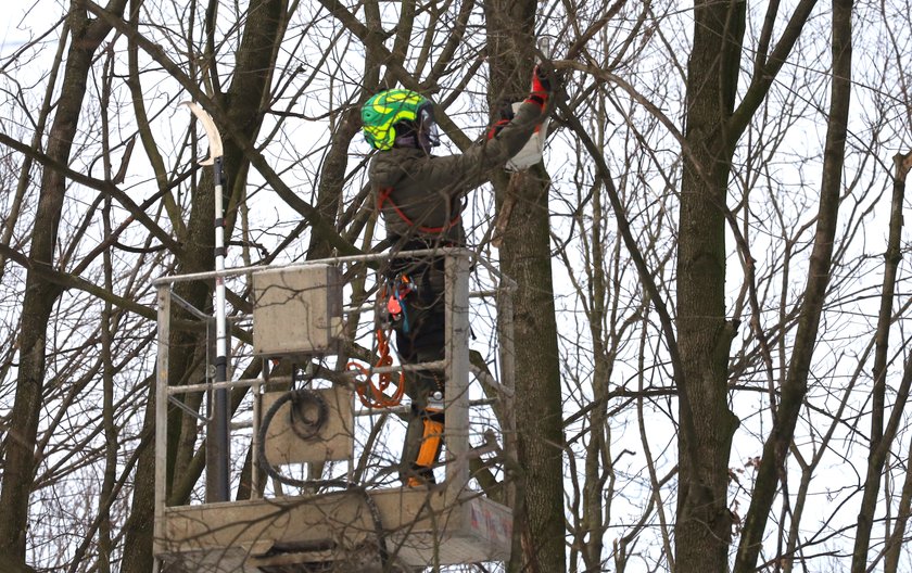 Rozpoczęły się prace pielęgnacyjne na Cmentarzu Żydowskim w Łodzi