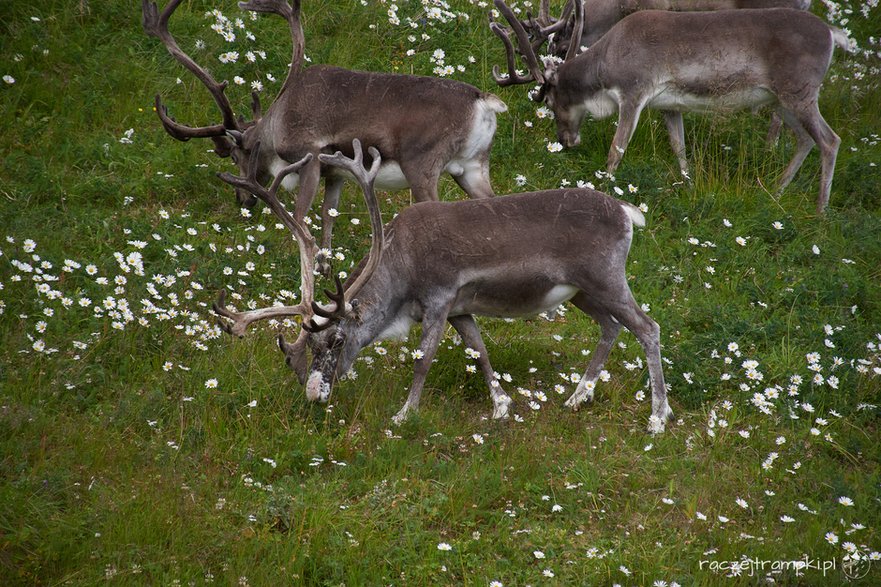 Renifery w drodze na Nordkapp. fot. raczejtrampki.pl 