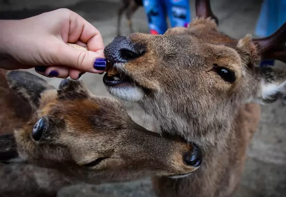 "Święte" jelenie ze sławnego japońskiego parku umierają z powodu plastiku