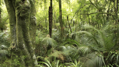 Naukowcy alarmują: amazońskie lasy tracą zdolność pochłaniania CO2