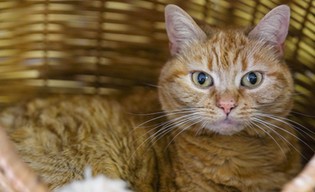 Tu bezpłatnie zaczipujesz psa i kota