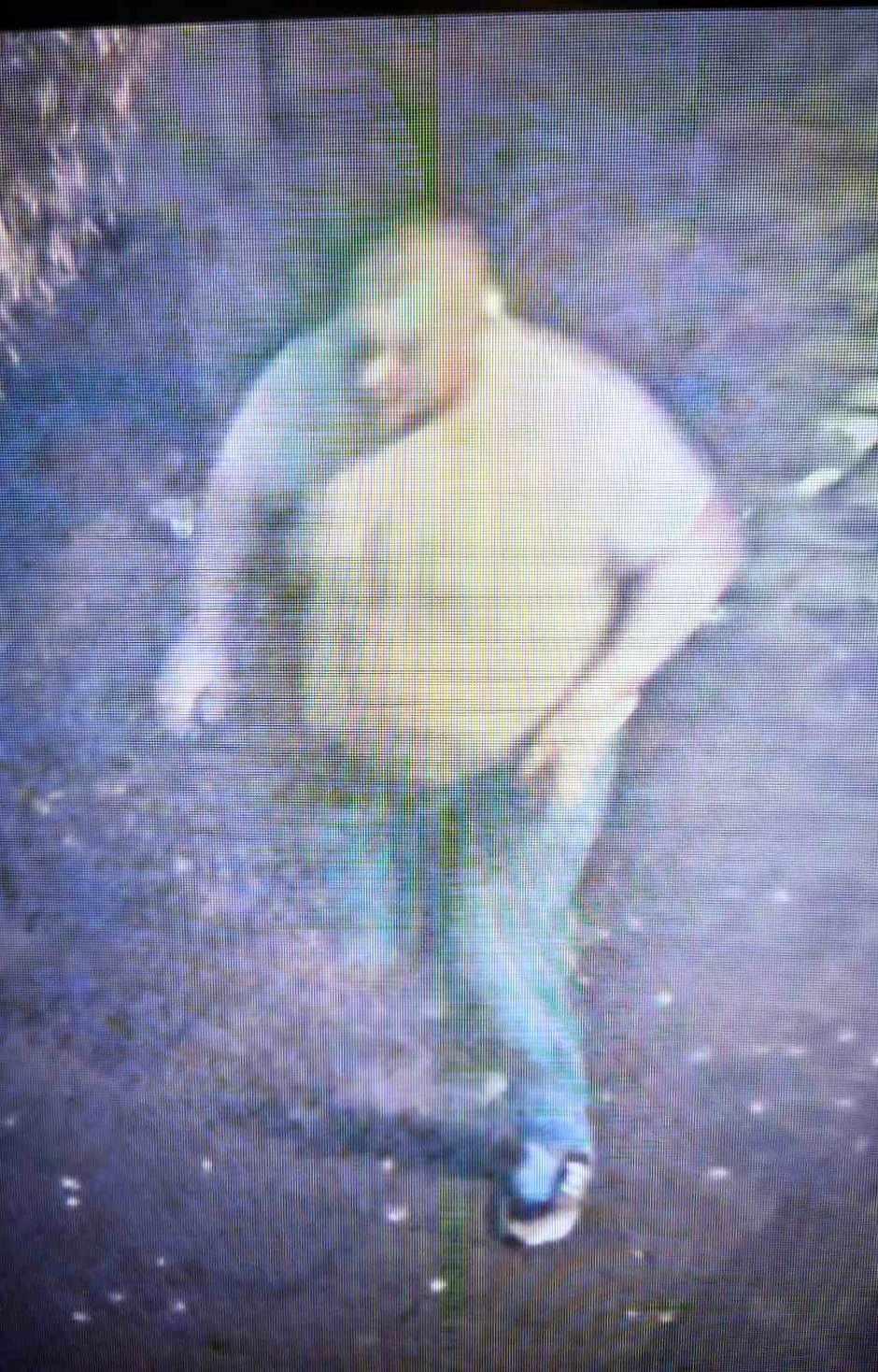 Osumnjičeni za napad na mladiće u Novom Sadu