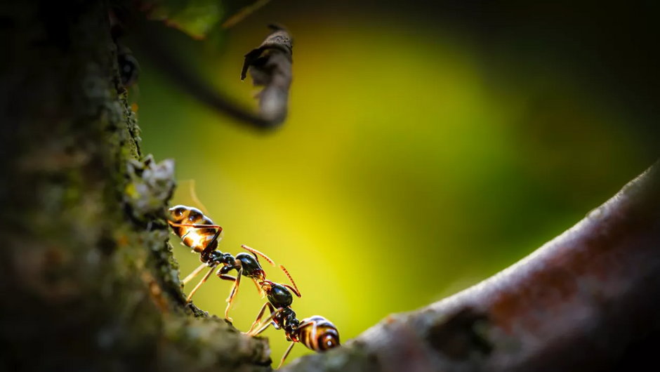 Mrówki potrafią pokazywać innym osobnikom drogę do nowego gniazda, fot. Getty Images