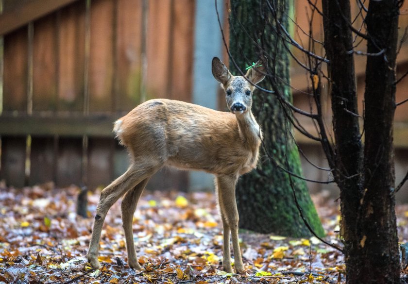 Animal Patrol podsumował zbiórkę karmy pod nazwą Dzikość Serca